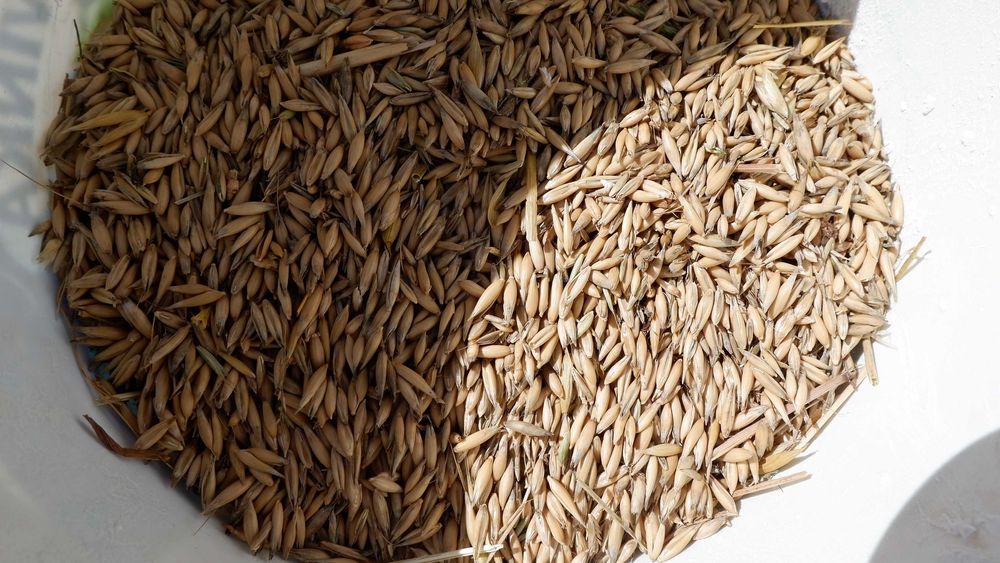 owies ozimy, jary  2025