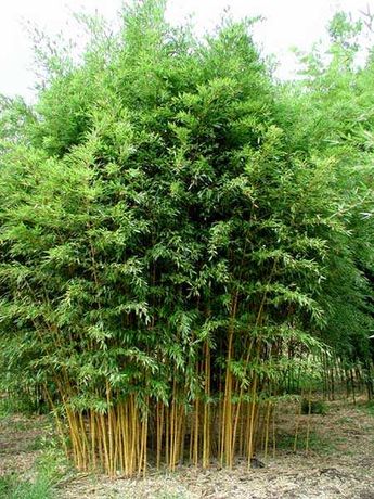 Bambus mrosoodporny -Phyllostachys pubescens -Flora Szczecin