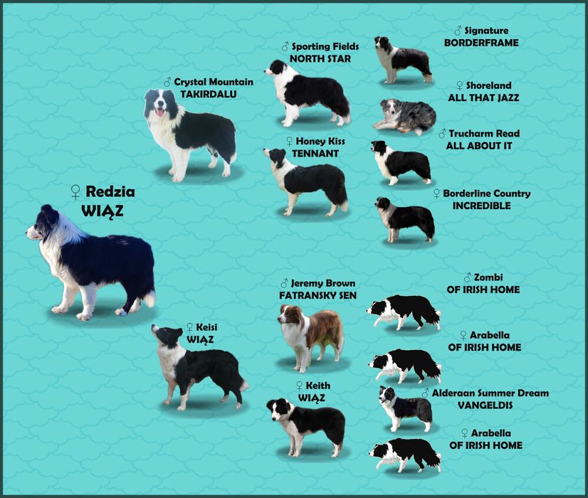 Samiec BORDER COLLIE z Hodowli - Rasowy z pełną dok.