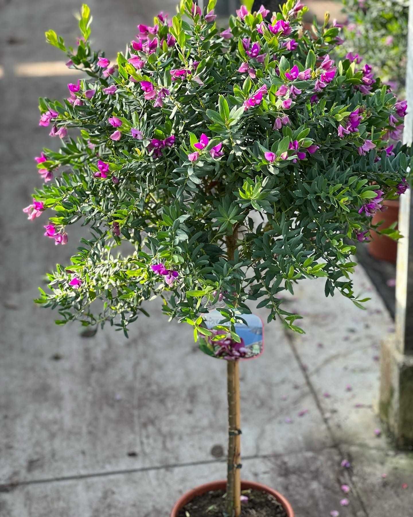 Полигала polygala красота необыкновенная, взрослое растение на штамбе