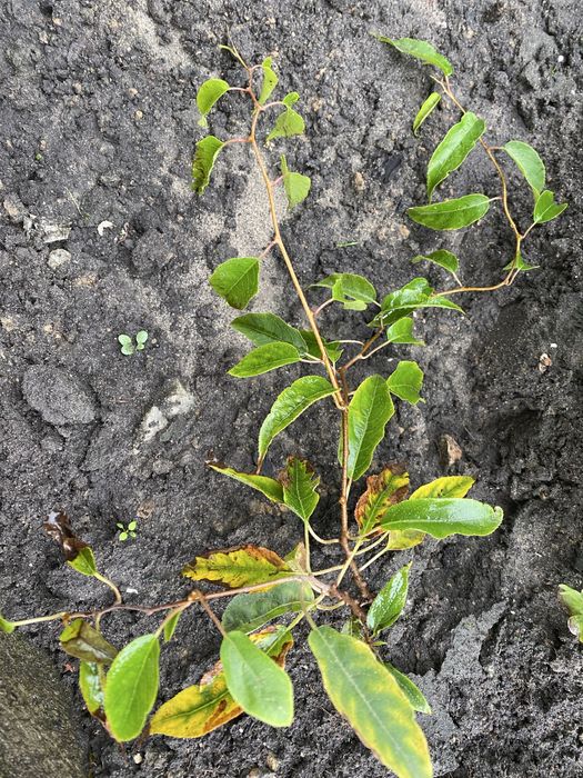 Актинідія аргута Женева Лохина Дюк саджанці