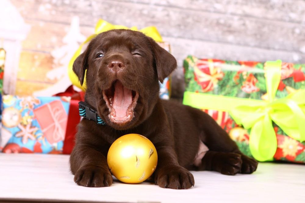 Шоколадні лабрадори Запоріжжя