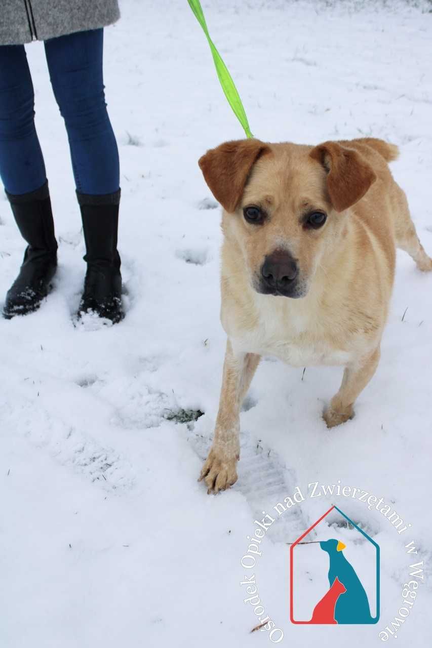 PIĘKNY, średnio większy, bardzo oddany i mądry psiak