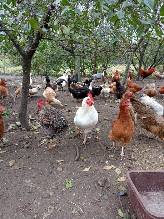 Sprzedam młode gęsi i młode kaczki