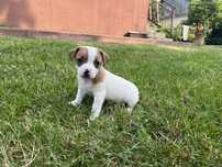 Piesek szczeniak Jack russell terrier