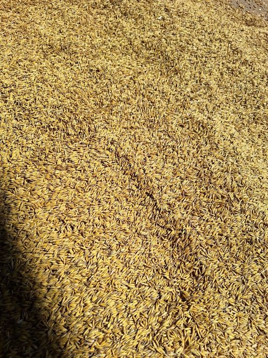 Sprzedam zboże owies, jęczmień, pszenice i żyto