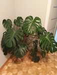 Monstera kwiat doniczkowy