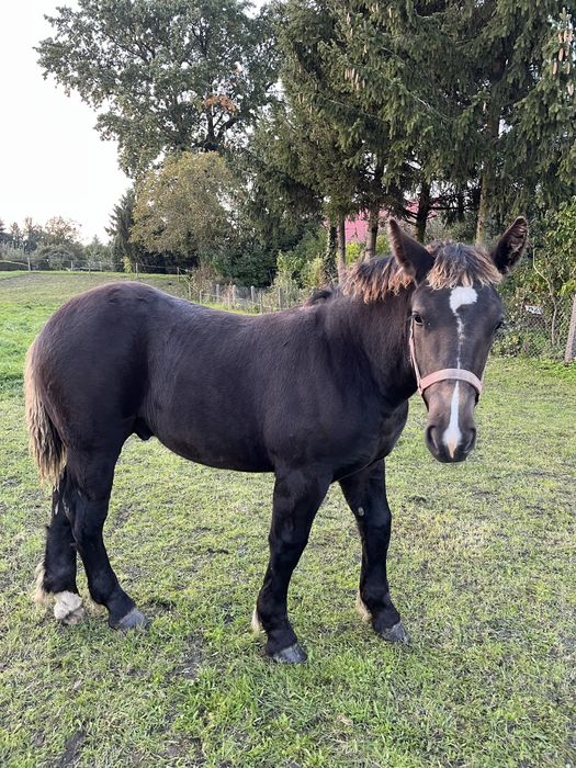 Ogierek źróbek 6 miesiecy