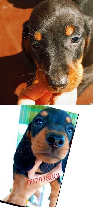 шукають люблячу родину міні такси