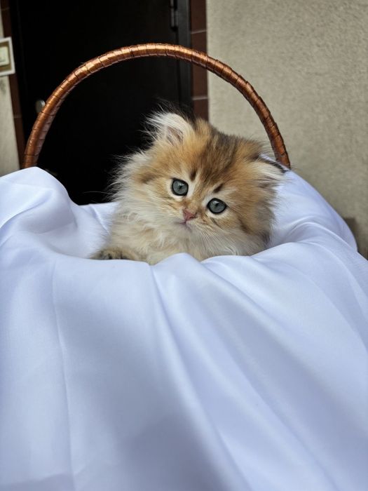 Грайливе кошення Золота Шиншила