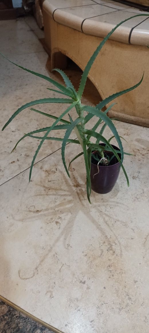 Rośliny doniczkowe - geranium, opuncja, aloes, grubosz