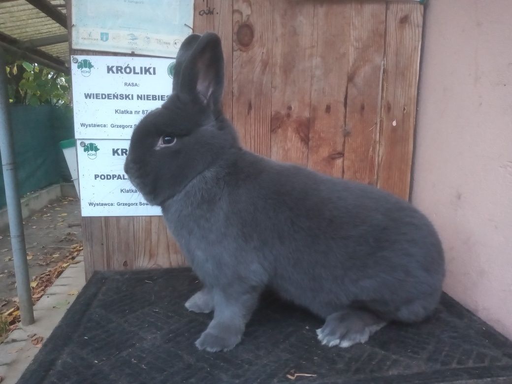 Królik wn,wiedeński niebieski,wiedeńskie niebieskie