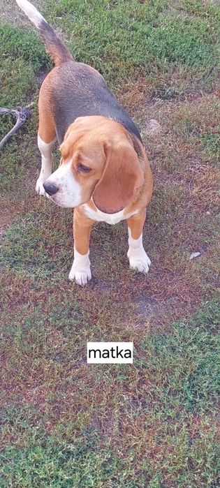 BEAGLE maluszek-