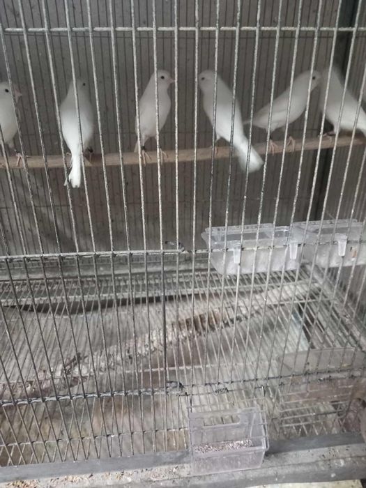 Tenho varios canarios disponíveis