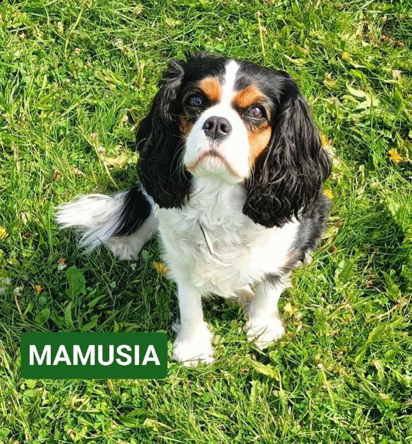 Cavalier King Charles Spaniel - ZKWP FCI