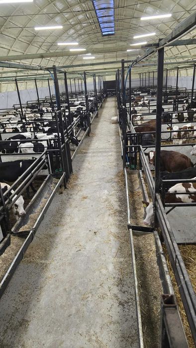 Byczki i jałówki z Polskich Gospodarstw