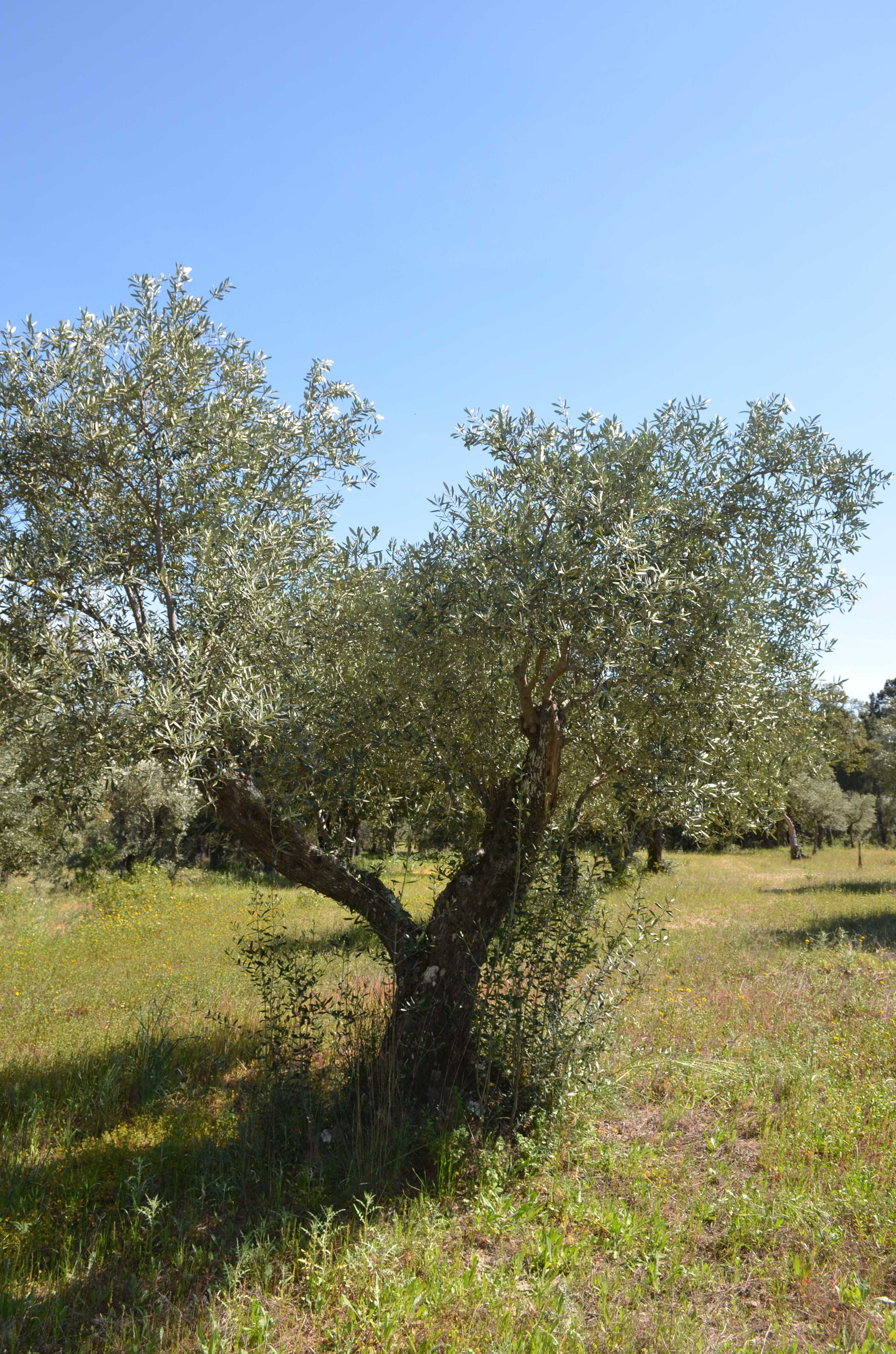 Árvores - Oliveiras antigas Fundão