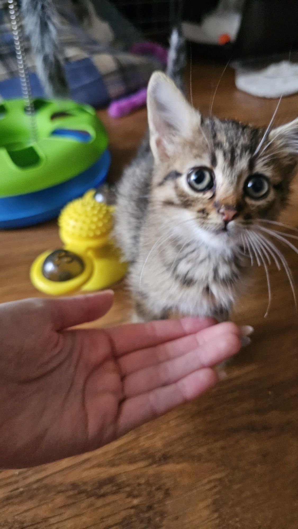 Гарне маленьке кошенятко Кошеня в добрі руки Подарую