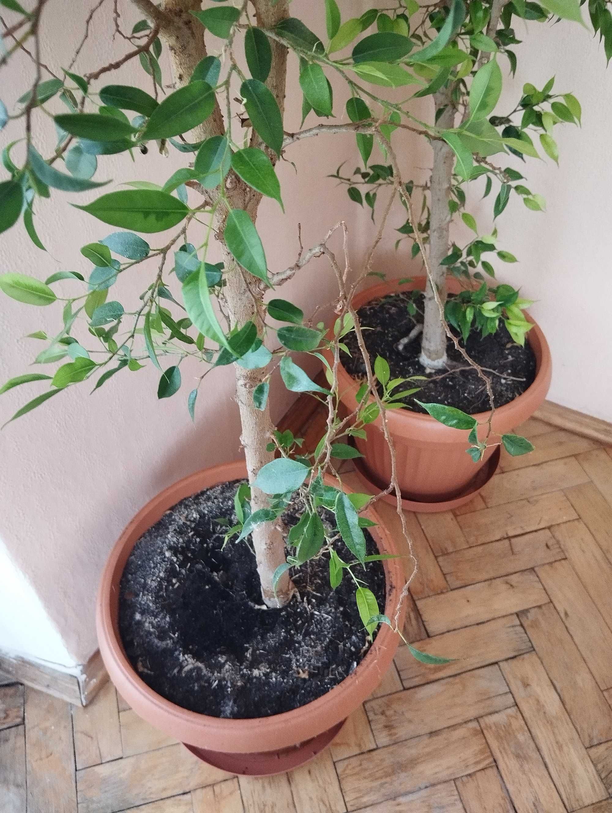 Figowiec benjamiński