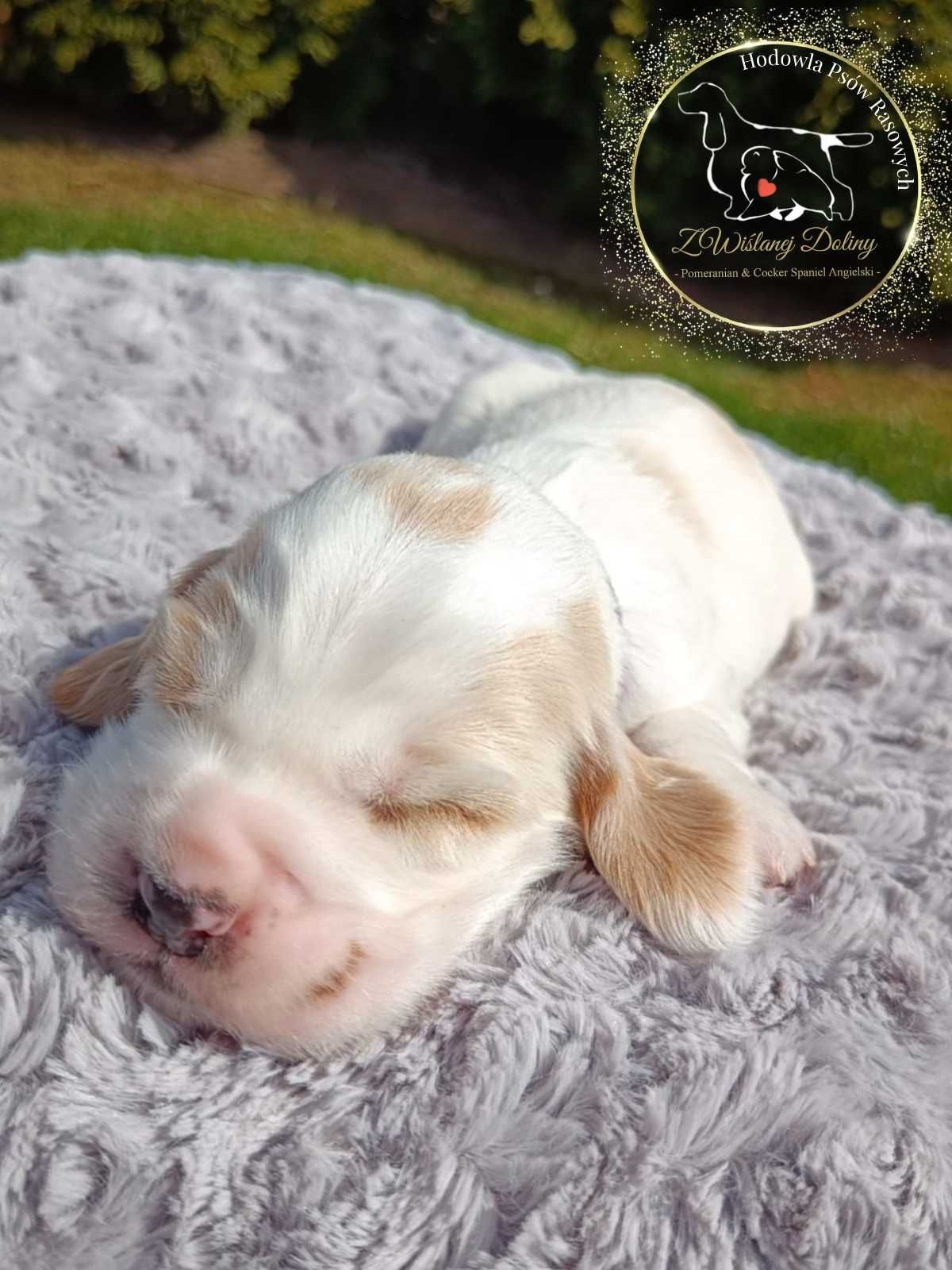 Cocker spaniel angielski