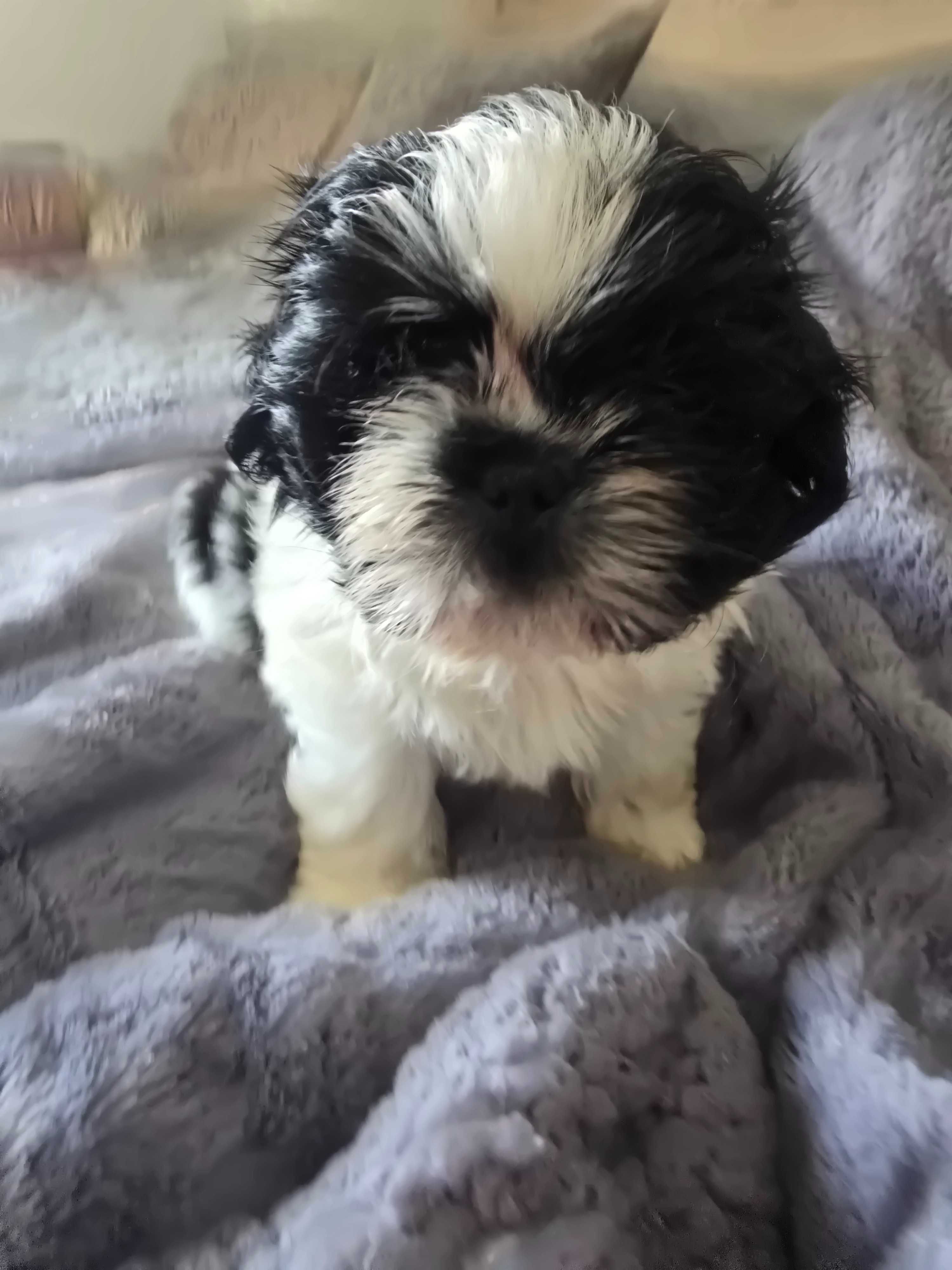 Szczenieta shih tzu