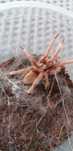 Neoholothele Incei gold samiec