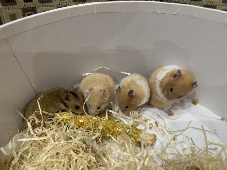 Хомка чудовий та вирощений в любові