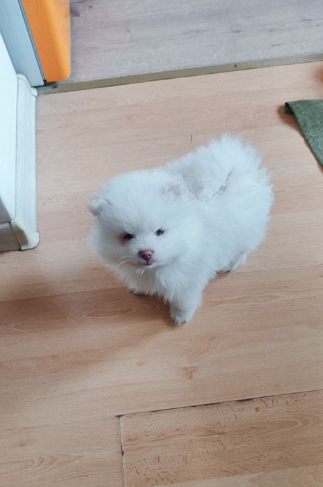 Терміново маю цуценят