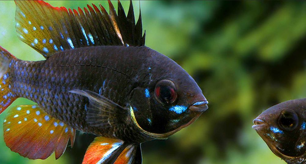 Pielęgniczka Ramireza odmiana CZARNA - Mikrogeophagus ramirezi - dowóz