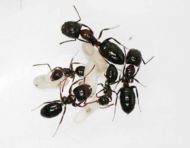 Муравьи Camponotus tokioensis (Токийский муравей) формикарий ферма