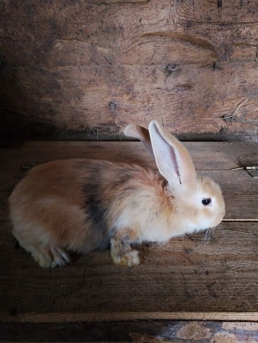 Olbrzym srokacz trójbarwny pełnobarwny.