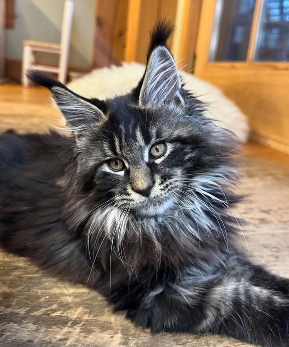 Кошенята породи мейн кун Maine coon