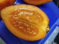 Plantas de Tamarilhos. Do Equador     gigantes 200 gm super doces.