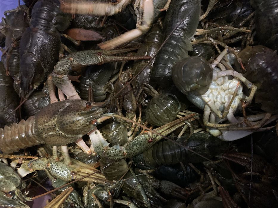 Продам свежих раков