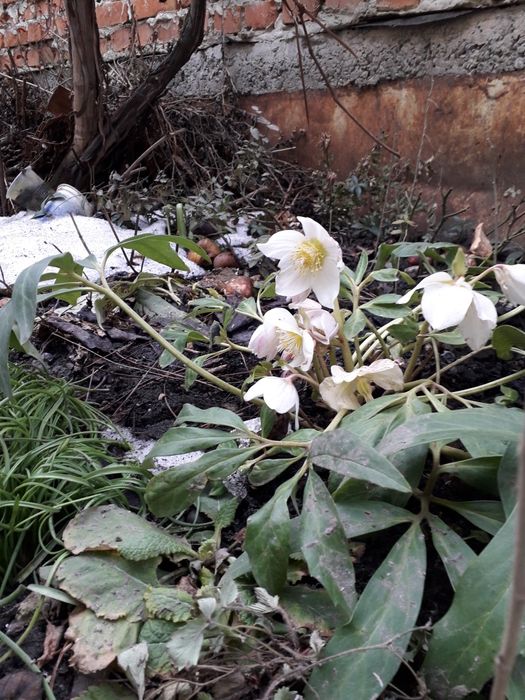 Морозник,зірка Ісуса