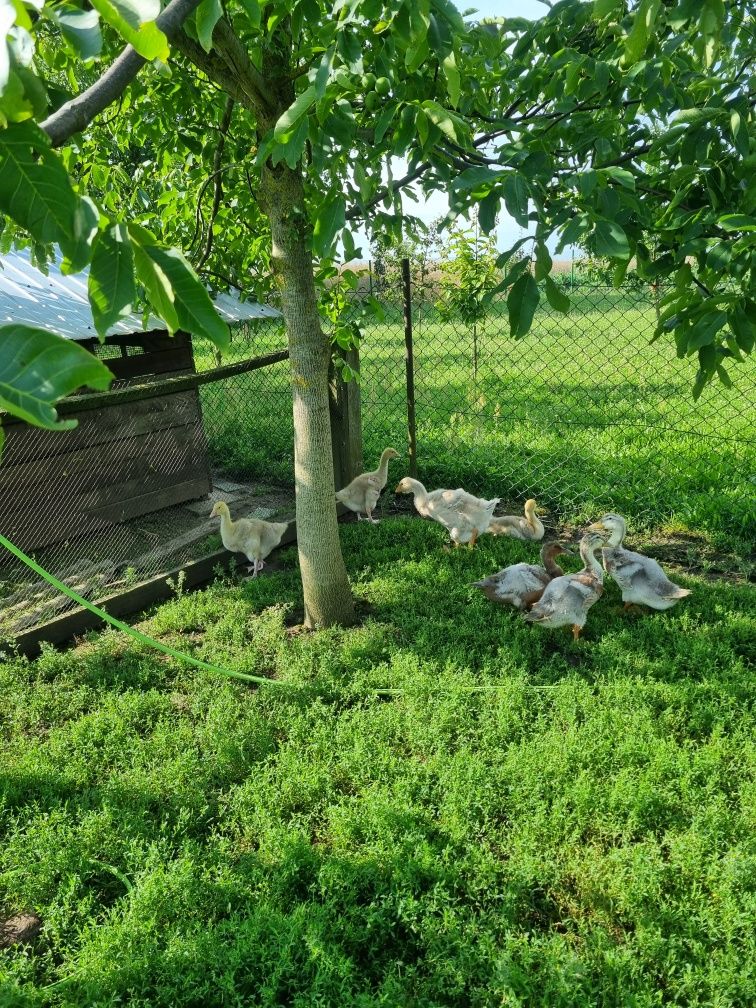Gęsi tuluskie tuluska pisklaki