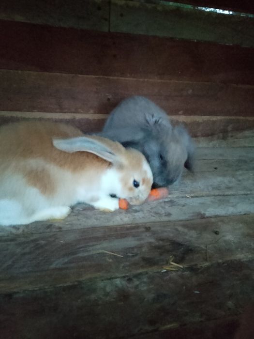 Baran francuski samczyk