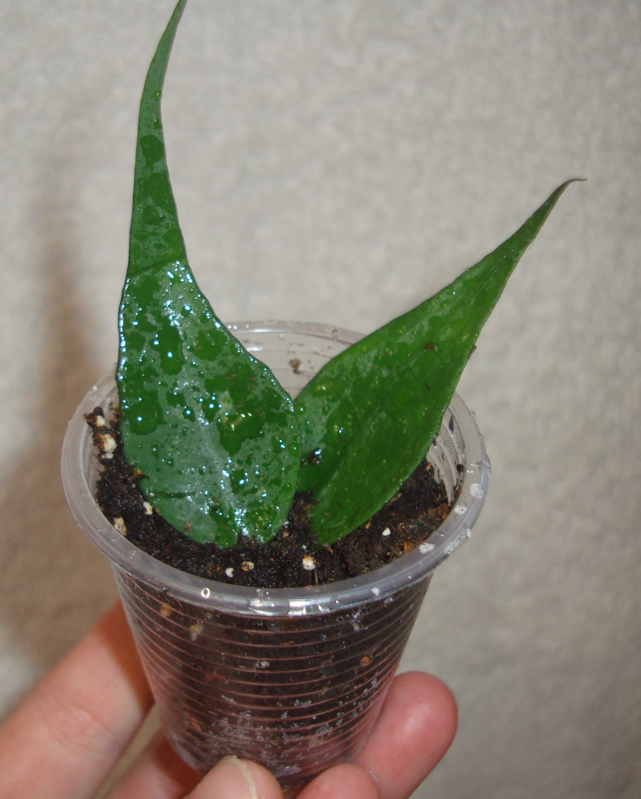 Хойя. Hoya. Вкорінені рослини.