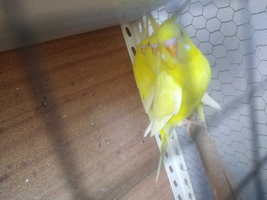 Periquitos Australianos