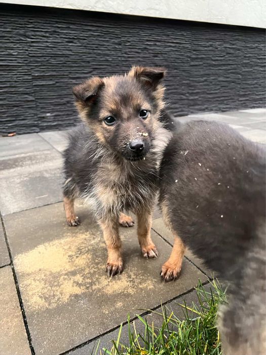 Цуценята шукають дім