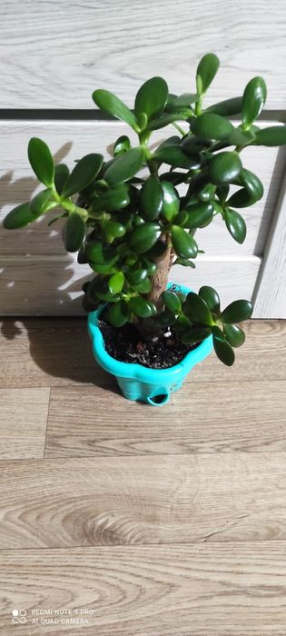 Денежное дерево или красула