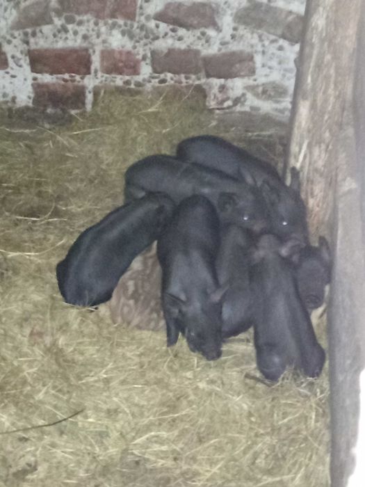 Продам поросята.