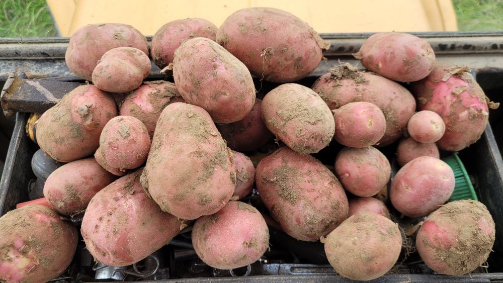 Ziemniaki ekologiczne