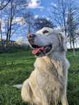 Oddam psa golden Retriver