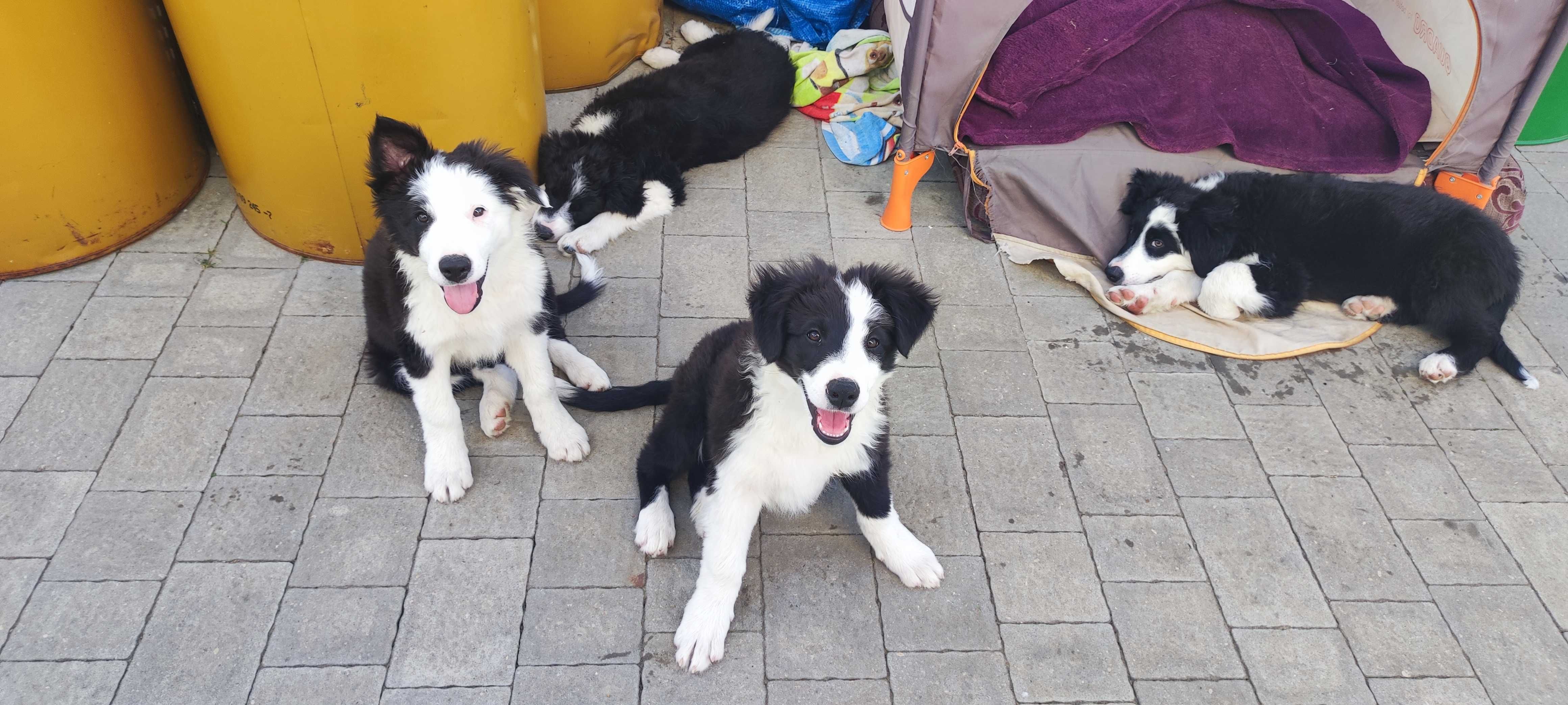 Piesek Border Collie - Bary