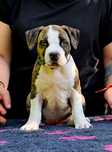 Amercian StaffordShire Terrier.Amstaff