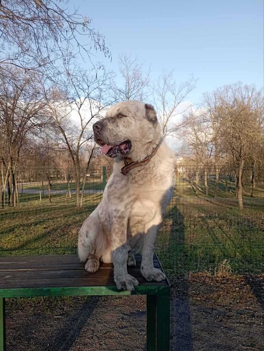 Кобель алабая для в'язок