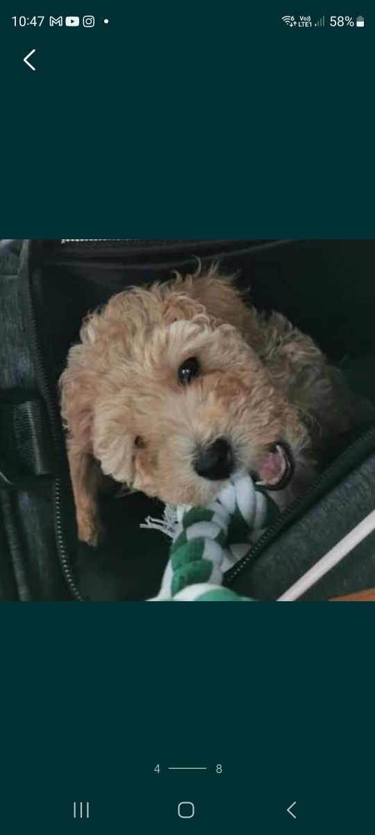 Piękny szczeniak MALTIPOO