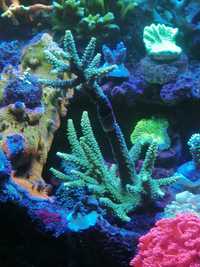 Szczepki koralowca sps Acropora akwarium morskie