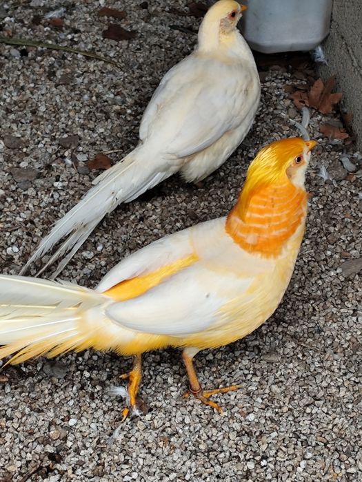 Para cedência faisão pêssego